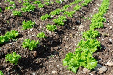 Yunan güneşinin altında yetişen taze yeşil salata bitkileriyle dolu tarla, Yunanistan 'da tarım.