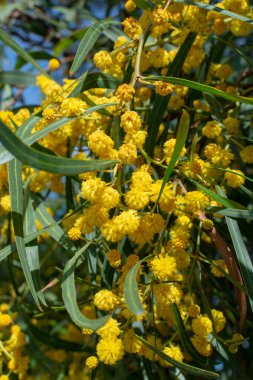 Yunanistan 'da sarı akasya anlaşması ya da mimoza ağacı bahar çiçekleri, çiçek arkaplanı