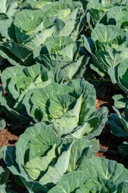 Yunan güneşinin altında, Yunanistan 'da tarımda yetişen taze taze lahana bitkileriyle dolu tarla..