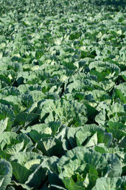 Yunan güneşinin altında, Yunanistan 'da tarımda yetişen taze taze lahana bitkileriyle dolu tarla..