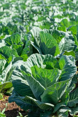 Yunan güneşinin altında, Yunanistan 'da tarımda yetişen taze taze lahana bitkileriyle dolu tarla..
