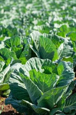 Yunan güneşinin altında, Yunanistan 'da tarımda yetişen taze taze lahana bitkileriyle dolu tarla..