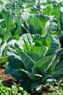 Yunan güneşinin altında, Yunanistan 'da tarımda yetişen taze taze lahana bitkileriyle dolu tarla..