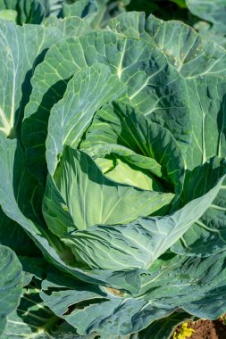 Yunan güneşinin altında, Yunanistan 'da tarımda yetişen taze taze lahana bitkileriyle dolu tarla..