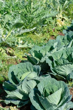 Yunan güneşinin altında, Yunanistan 'da tarımda yetişen taze taze lahana bitkileriyle dolu tarla..