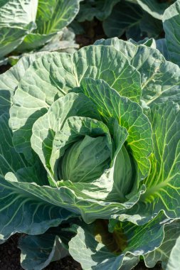 Yunan güneşinin altında, Yunanistan 'da tarımda yetişen taze taze lahana bitkileriyle dolu tarla..