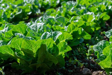 Yunan güneşinin altında yetişen taze yeşil salata bitkileriyle dolu tarla, Yunanistan 'da tarım.