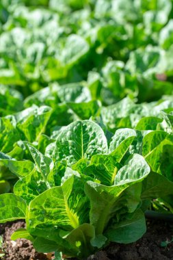 Yunan güneşi altında, Yunanistan 'da tarımda yetişen taze yeşil romaine marul bitkileriyle dolu tarlalar..