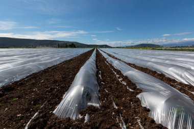 Yunanistan 'da tarım, bahar mevsiminde büyüyen kavun bitkileri ve kahverengi toprakla kaplı plastik filmlerle dolu sıra sıra küçük seralar