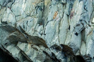 Yeşil mineral kayaya yakın arkaplan, değerli taş dokusu, olivin, amazonit, amfibolit, jeoloji arka planı