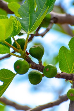 Olgunlaşmamış yeşil incir meyveleri İncir ağacında olgunlaşır