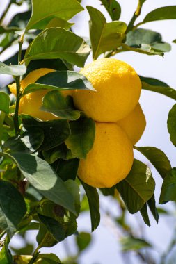 Olgun sarı limonlar, tropikal turunçgiller ağaçta asılı, hasat etmeye hazır.