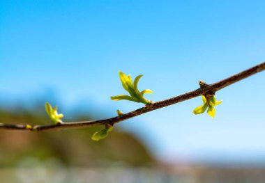 İlkbaharda ağaç dalında genç yapraklar Kopya alanını kapatın