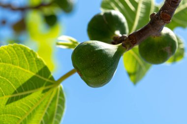 Olgunlaşmamış yeşil incir meyveleri İncir ağacında olgunlaşır