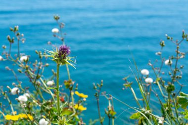 Bahar rengarenk çiçekli arka plan, çiçek açan yabani çiçekler ve mavi deniz suyu olan çayır, doğa arka plan.