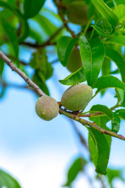 Badem ağacında olgunlaşan taze yeşil badem fıstıkları