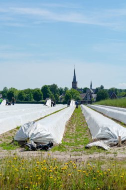 Polonya 'dan belirsiz işçiler kuşkonmaz tarlalarında çalışıyor, Hollanda çiftliklerinde beyaz kuşkonmaz sebzeleri hasat ediyorlar.