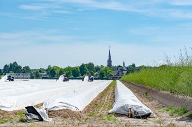 Polonya 'dan belirsiz işçiler kuşkonmaz tarlalarında çalışıyor, Hollanda çiftliklerinde beyaz kuşkonmaz sebzeleri hasat ediyorlar.