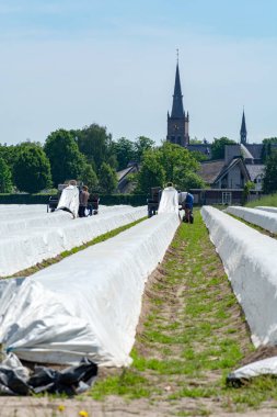 Polonya 'dan belirsiz işçiler kuşkonmaz tarlalarında çalışıyor, Hollanda çiftliklerinde beyaz kuşkonmaz sebzeleri hasat ediyorlar.