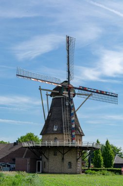 Hollanda tahıl değirmeni ve mısır tarlası Yazın mavi çiçeklerle, Oerle, Hollanda