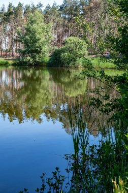 Hollanda, Kuzey Brabant 'taki Kempen Çam Ormanı ve Ayna Gölü