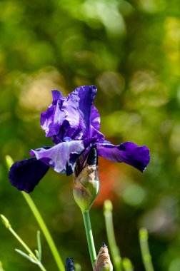 Büyük, koyu mor, uzun, sakallı iris çiçeği güneşli bahçede.