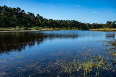 Hollanda, Kuzey Brabant 'taki Kempen Çam Ormanı ve Ayna Gölü