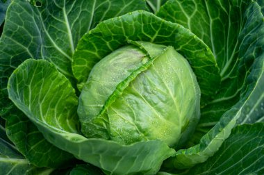 Bahçede büyüyen beyaz lahana kafası. Yakın plan, doğa arka plan.