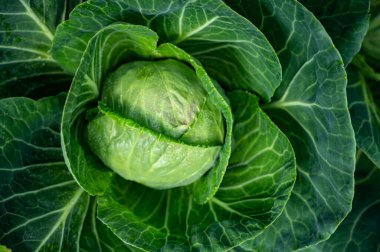 Bahçede büyüyen beyaz lahana kafası. Yakın plan, doğa arka plan.