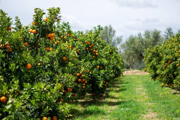 Skördetid Apelsinträdsträdgård Grekland Mogen Gul Navel Apelsiner Citrusfrukter Hängande Träd — Stockfoto