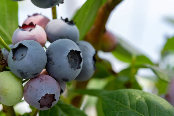 Egészséges Ételek Antioxidánsok Áfonyás Bogyók Érlelése Növényeken Nyáron Közelről — Stock Fotó