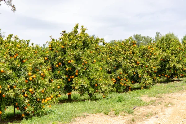 Pomarańczowe Plantacje Owoców Cytrusowych Rzędami Drzew Pomarańczowych Peloponezie Grecja Nowe — Zdjęcie stockowe