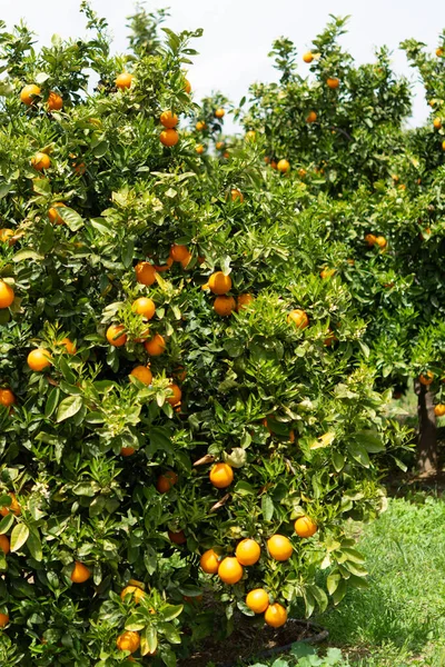 Pomarańczowe Plantacje Owoców Cytrusowych Rzędami Drzew Pomarańczowych Peloponezie Grecja Nowe — Zdjęcie stockowe