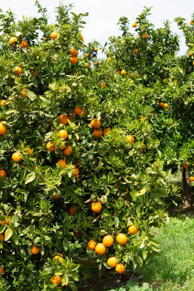 Plantações Citrinos Laranja Com Fileiras Laranjeiras Peloponeso Grécia Nova Colheita — Fotografia de Stock