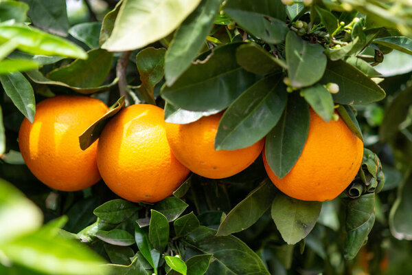 Цитрусовые плантации апельсинов на Пелопоннесе, Греция, новый урожай сладких сочных апельсинов
