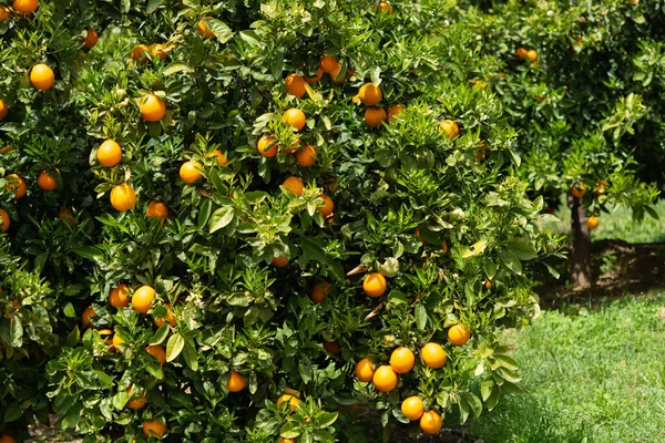 Orange Citrus Fruit Plantations Rows Orange Trees Peloponnese Greece New — Stock Photo, Image