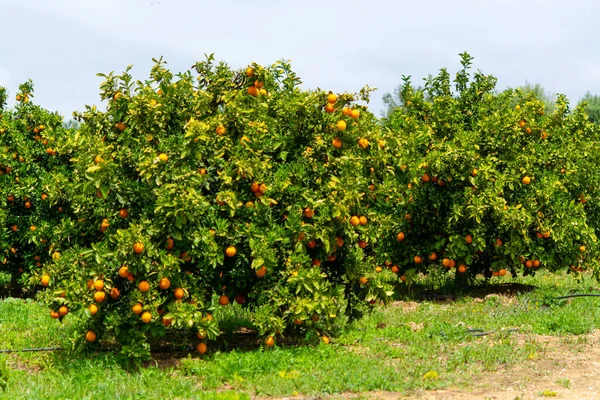 ギリシャのペロポネソスにオレンジの木の列を持つオレンジ柑橘類の果物のプランテーション 甘いジューシーなオレンジの新しい収穫 — ストック写真