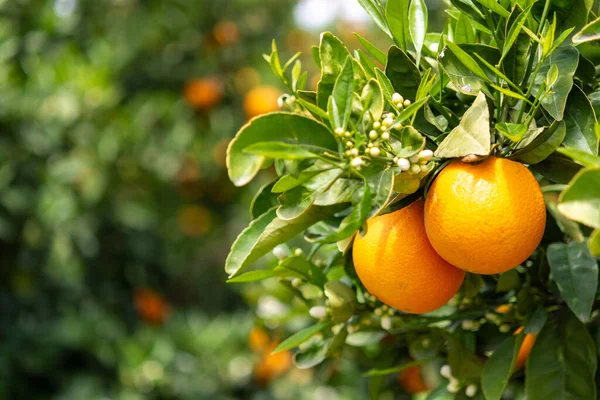 Orange Citrus Fruit Plantation Peloponnese Greece New Harvest Sweet Juicy — Stock Photo, Image