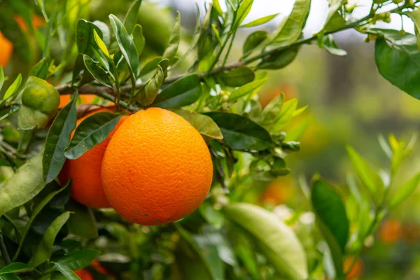 Φυτεία Πορτοκαλιών Εσπεριδοειδών Στην Πελοπόννησο Νέα Συγκομιδή Γλυκών Ζουμερών Πορτοκαλιών — Φωτογραφία Αρχείου