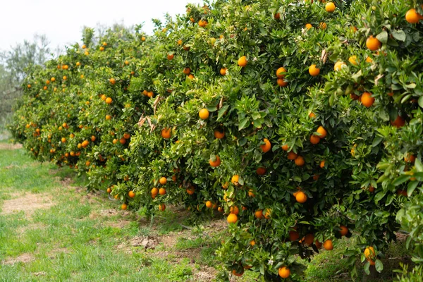 Orange Citrus Fruit Plantations Rows Orange Trees Peloponnese Greece New — Stock Photo, Image