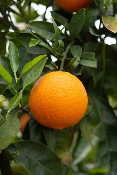 Orange Citrus Fruit Plantations Peloponnese Greece New Harvest Sweet Juicy — Stock Photo, Image