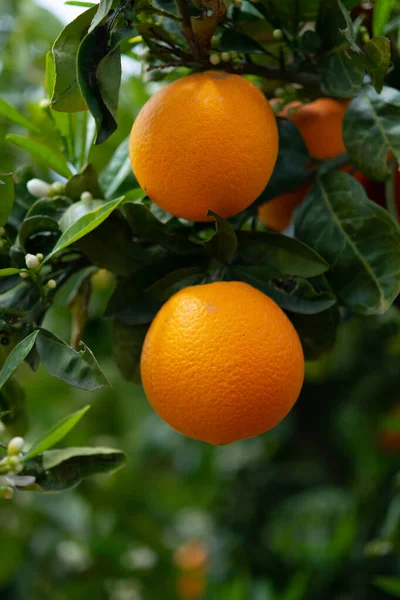 Φυτείες Πορτοκαλιών Εσπεριδοειδών Στην Πελοπόννησο Νέα Συγκομιδή Γλυκών Ζουμερών Πορτοκαλιών — Φωτογραφία Αρχείου