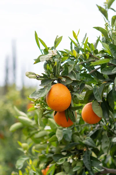 Orange Citrus Fruit Plantations Peloponnese Greece New Harvest Sweet Juicy — Stock Photo, Image