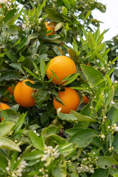 Skördetid Apelsinträdsträdgård Grekland Mogen Gul Navel Apelsiner Citrusfrukter Hängande Träd — Stockfoto