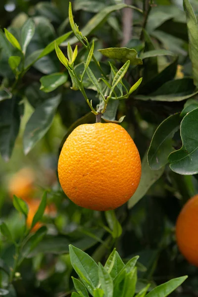 Φυτείες Πορτοκαλιών Εσπεριδοειδών Στην Πελοπόννησο Νέα Συγκομιδή Γλυκών Ζουμερών Πορτοκαλιών — Φωτογραφία Αρχείου