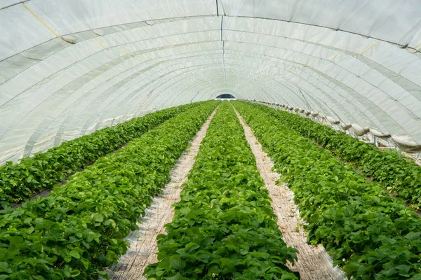 Green Houses Constructions Strawberry Fields Strawberry Plants Rows Growing Farm — Stock Photo, Image