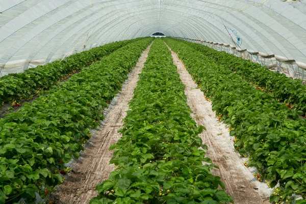 Green houses constructions on strawberry fields, strawberry plants in rows growing on  farm on soil