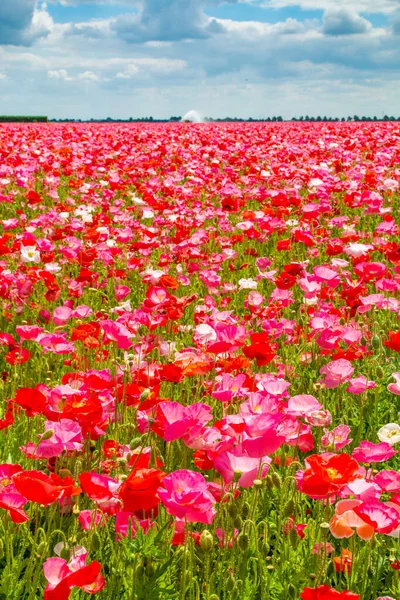 Fondo Colorido Naturaleza Campos Amapola Con Muchas Flores Amapola Blancas — Foto de Stock