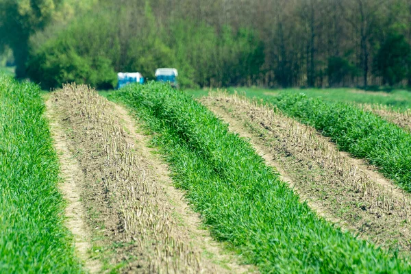 Sklizeň Zeleného Chřestu Poli Řadami Zralého Organického Chřestu Farmaření Belgii — Stock fotografie