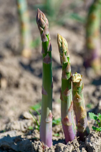 Ripe Organic Green Asparagus Growing Farmers Field Ready Harvest Close — Stock Photo, Image